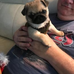 Pug Puppies from Pickwick Pugs