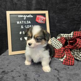 5 purple collar girl - Black and tan female Pembroke Welsh Corgi puppy in Harrisburg, Illinois from Parish Corgis