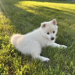 Liberty - White male Pomsky puppy in Marshall, Minnesota from Miles of Smiles Pomskies
