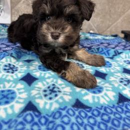 Kara- Ava - Parti female Miniature Schnauzer puppy in Pearland, Texas from K & S Schnauzers
