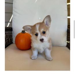 Penelope (Penny) - Red female Pembroke Welsh Corgi puppy in Urbana, Ohio from Edgewood Farm and Kennel