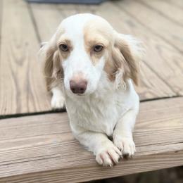 Hazel - Dachshund