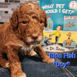 Blue fish- Dr Suess litter - Red male Labradoodle puppy in Phelan, California from Family Doodles