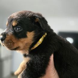 Yellow - Black and mahogany female Rottweiler puppy in Lebanon, Oregon from SOUTH SANTIAM ROTTWEILERS