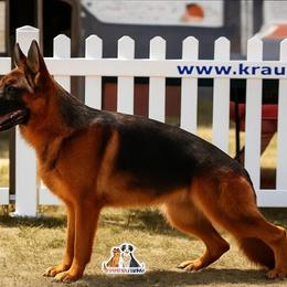 German Shepherd puppies from Ewig Krieger Kennels