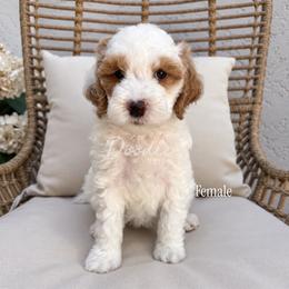 Amber - Parti female Goldendoodle puppy in Gilbert, Arizona from Doodle Bliss