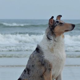 Collies from Suburbia Kennels
