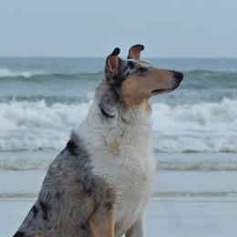 Collies from Suburbia Kennels
