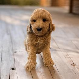Georgia - Apricot female Goldendoodle puppy in Macclenny, Florida from Baker County Goldendoodles