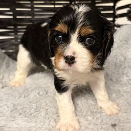 Girl 3 - Tri-color female Cavalier King Charles Spaniel puppy in Hallsville, Texas from Christy’s Cavalier King Charles Spaniels