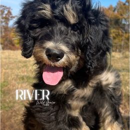 River - Phantom male Bernedoodle puppy in Hickory, North Carolina from Wild Grace Farm Pups