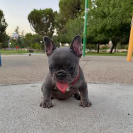 Cupcake - Blue female French Bulldog puppy in Bakersfield, California from HOI Frenchies