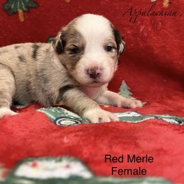 Red Merle female 2 - Red merle female Miniature Australian Shepherd puppy in Connelly Springs, North Carolina from Appalachian Aussies