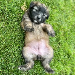 Soft Coated Wheaten Terrier Puppies from Waterviewwheaties.com
