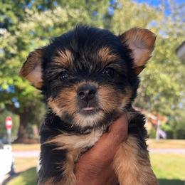 Darla 2400 - Black and tan female Yorkshire Terrier puppy in Gastonia, North Carolina from Banks Dynasty Kennel