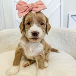 Purple collar girl - Red  female Goldendoodle puppy in Newcastle, Oklahoma from Ritzy Creek Doodles