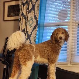 Goldendoodle and Poodle All Grown Up from Enchanted Goldendoodles and Poodles of NE Alabama