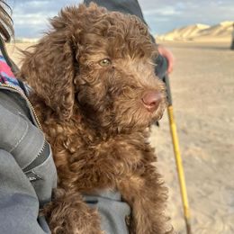 Goldendoodles from HiDesertDoods