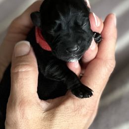Miniature Schnauzer Puppies from Adrienne Exum