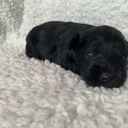 Antonio - Miniature Schnauzer puppy in Portsmouth, Virginia from Heart of Virginia Schnauzers