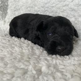 Antonio - Miniature Schnauzer puppy in Portsmouth, Virginia from Heart of Virginia Schnauzers