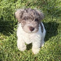 Blu - Parti male Miniature Schnauzer puppy in Dunlap, Tennessee from Beards of Glory