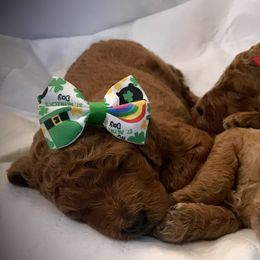 Poodle Puppies from Prissy Pants Poodles LLC