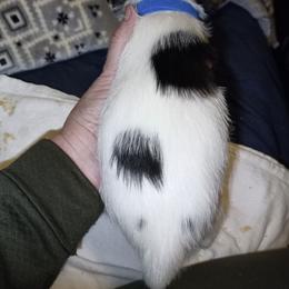 Blue collar - Black and white male Parson Russell Terrier puppy in Branford, Florida from Loyalville