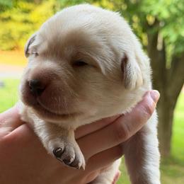Pink collar - Yellow female Labrador Retriever puppy in Clear Lake, Wisconsin from Pineview Meadow Labradors