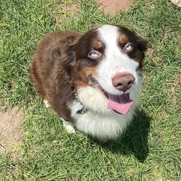 Riggs - Australian Shepherd