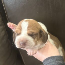 Grace - Mahogany and white female Basset Hound puppy in Leroy, Michigan from Iron Sentry Farms