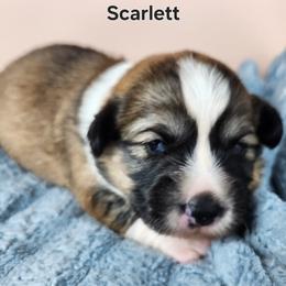 Scarlett - Sable female American Corgi puppy in Oak Harbor, Washington from Blackberry Hill Corgis