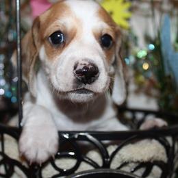 Boy 3 - Piebald male Dachshund puppy in Craig, Colorado from Rocky Mountain Shih Tzus and Dry Creek Miniature Dachshunds
