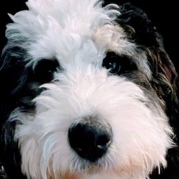 Bernedoodles from Oswegatchie Doodles