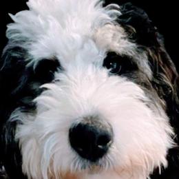 Bernedoodles from Oswegatchie Doodles