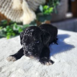 Timo - Black male Cockapoo puppy in Dothan, Alabama from Farquharson's Poodles&Doodles