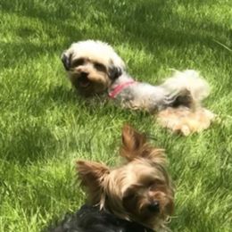 Yorkipoos from Our Adorable Yorkiepoos