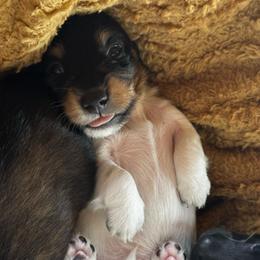 Blaze - Piebald male Dachshund puppy in Summit, South Carolina from Doxies4Paws