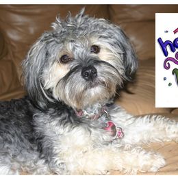 Havanese All Grown Up from HavtaHavRhavanese