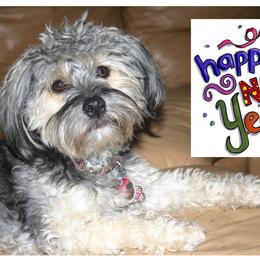Havanese All Grown Up from HavtaHavRhavanese