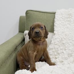 Orange Boy - Red male Redbone Coonhound puppy in Shreveport, Louisiana from BAFERD Kennels
