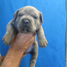Baby girl - Gray female Cane Corso puppy in Los Lunas, New Mexico from Top Gun Kennels NM