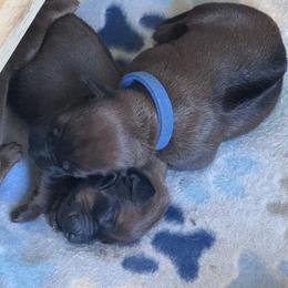 Boy 1 - Rd whtn blk nose male Rhodesian Ridgeback puppy in Greenville, Ohio from Masai's Pride Rhodesian Ridgbacks