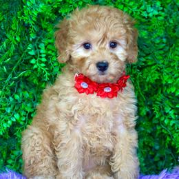 Rose - Cream female Goldendoodle puppy in Brandon, Florida from Murphys Doodles
