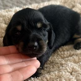 Bailey - Black and tan female Dachshund puppy in Chelsea, Oklahoma from Elite Puppies of Oklahoma, LLC