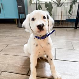 Macchiato - LUA long coat - White and black male Dalmatian puppy in Davenport, Florida from Sunny Jewels Dalmatians