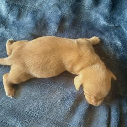 Dachshund Puppies from Carranza Puppy Farm