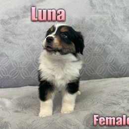 Miniature American Shepherd and Miniature Australian Shepherd Puppies from Regal Miniature American Shepherds | Regal Miniature Australian Shepherds