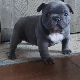 Blue boy - Blue male French Bulldog puppy in Marysville, California from Vaca Bulldogs
