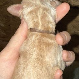 Brown Collar - Apricot male Goldendoodle puppy in Winchester, Tennessee from Mahaffey’s Doodles